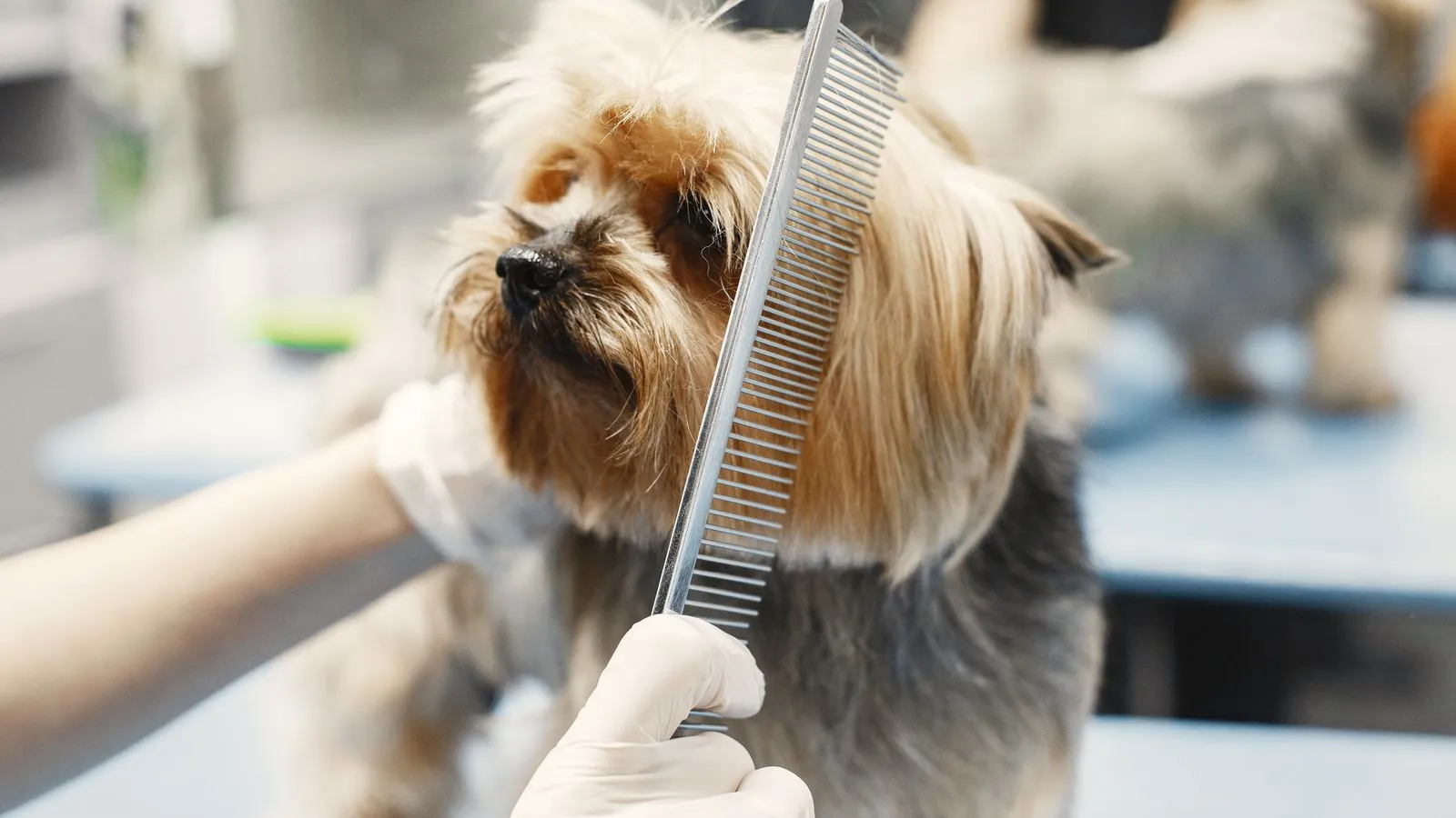 Toiletteur séchant un petit chien sur la table de toilettage dans un salon clair